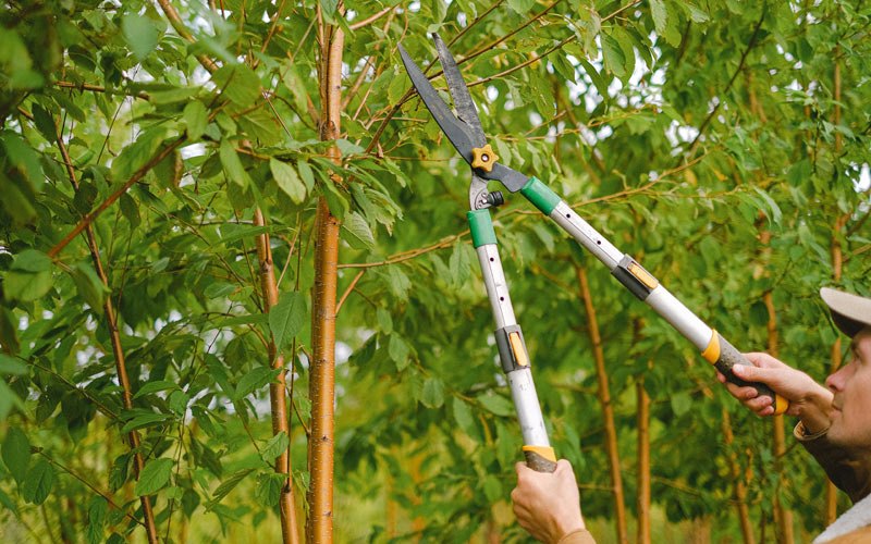 Tree trimming in Brookton, ME