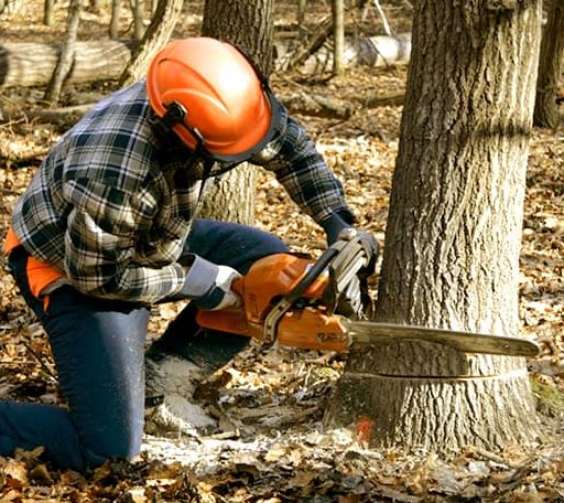 Tree Removal in Brookton, ME